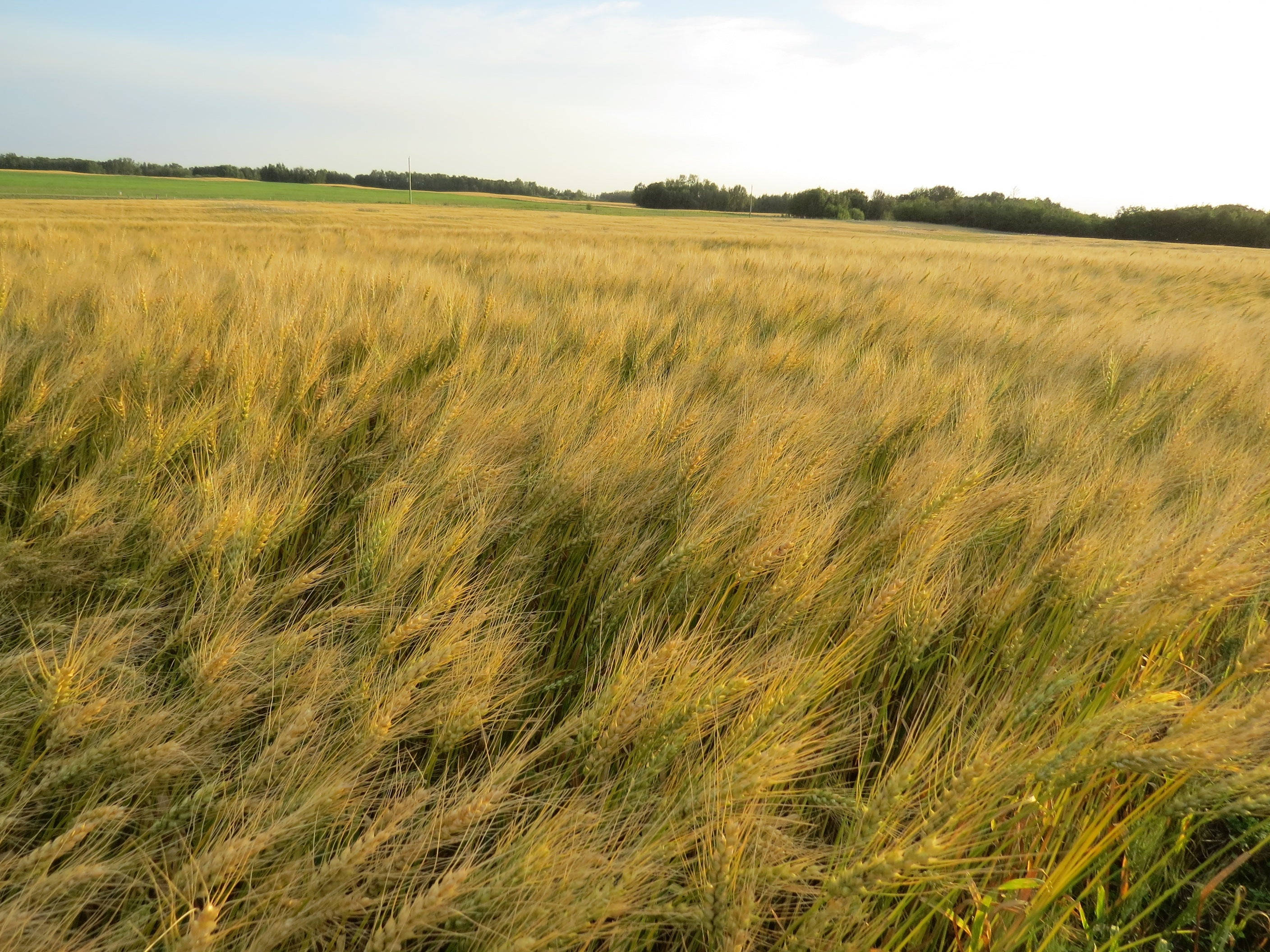 Cornerstone Acres Wheat Field