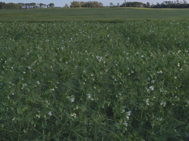 Field of Peas grown by Cornerstone Acres Ltd., Millet, Alberta