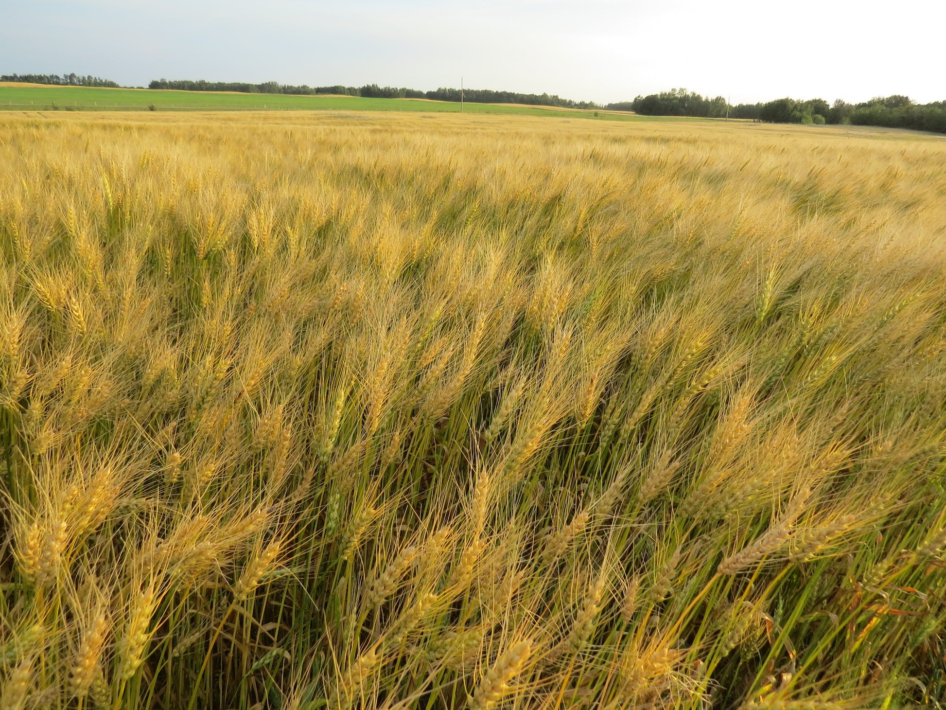 Field of Hard Red Spring Wheat grown by Cornerstone Acres Ltd., Millet, Alberta