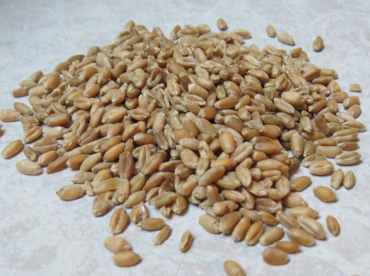 Hard Red Spring Wheat grown by Cornerstone Acres Ltd., Millet, Alberta