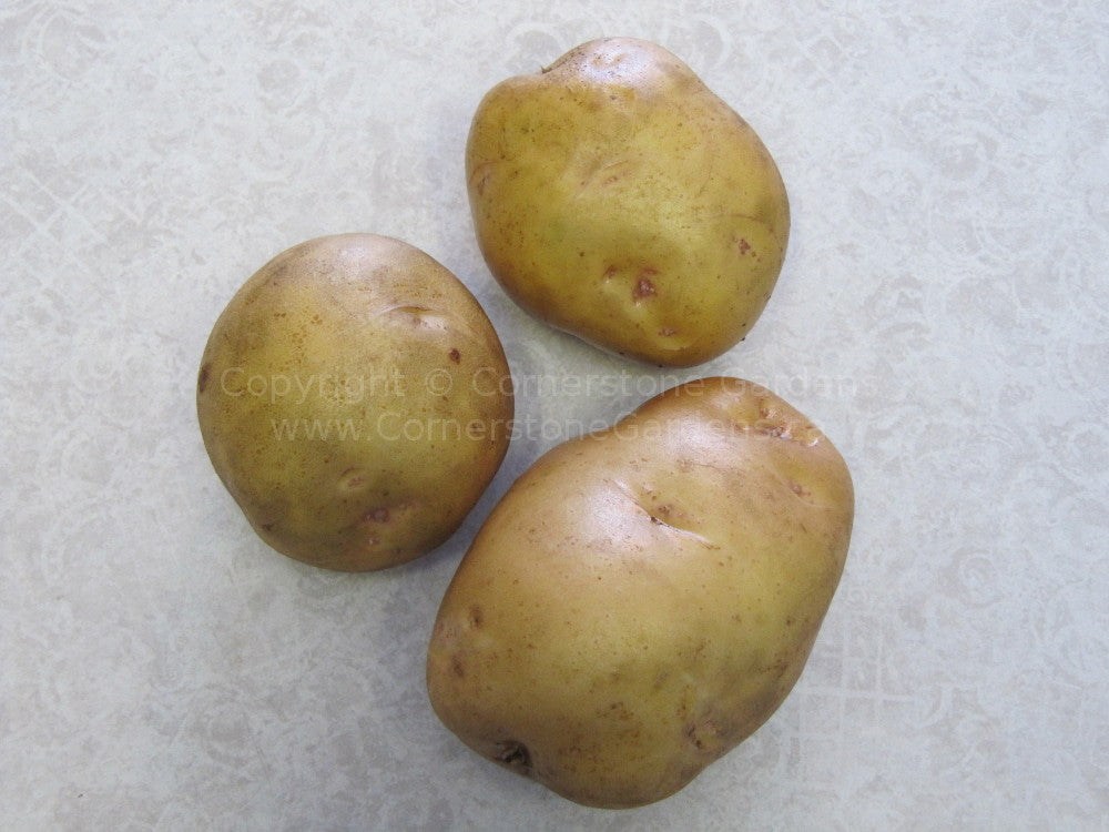Potatoes - Organic
