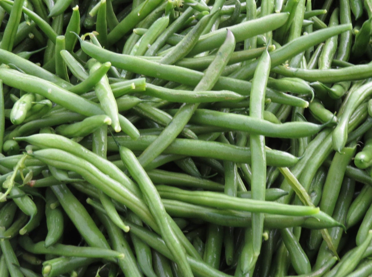 Organic Beans (Fresh)