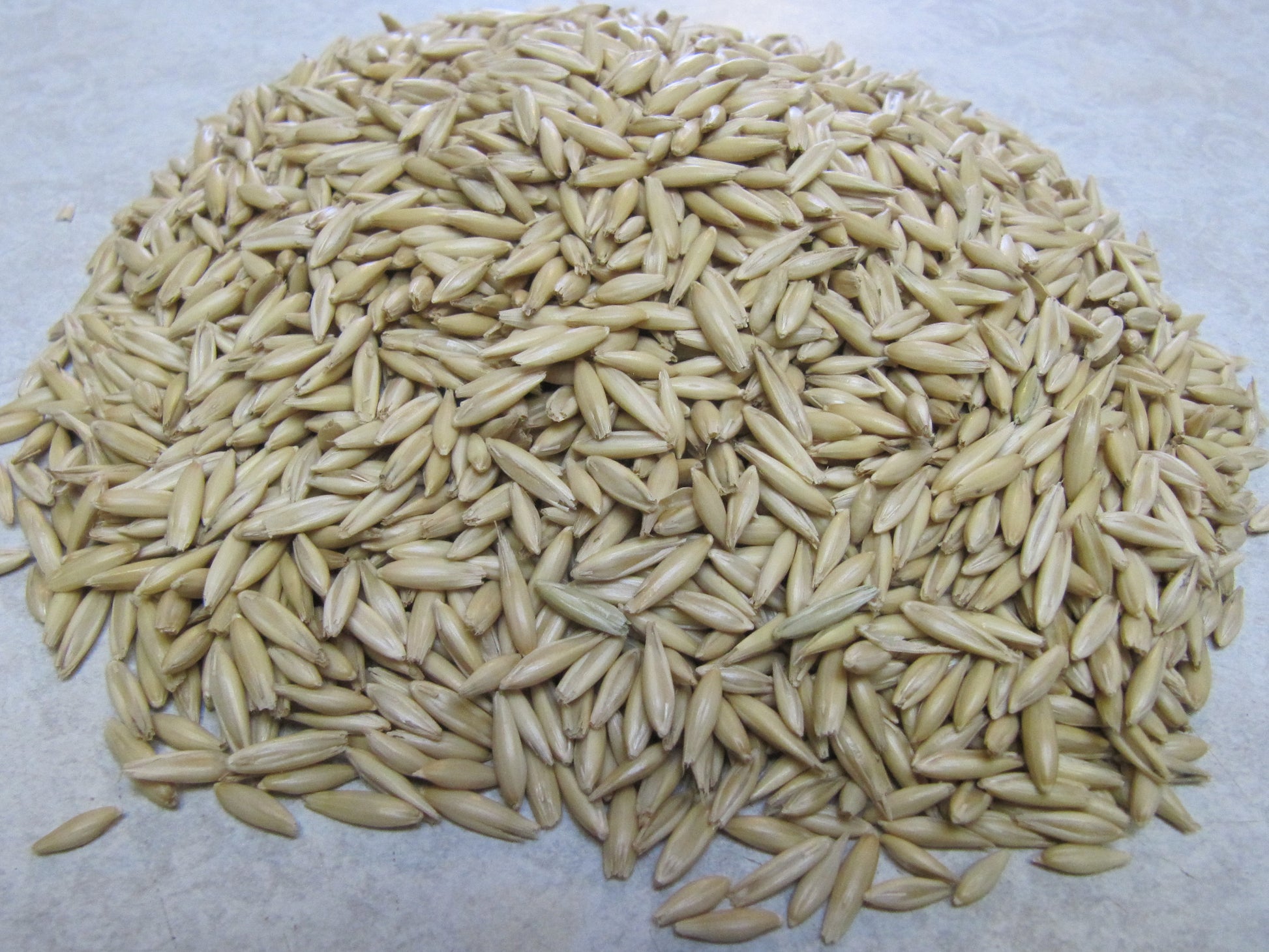 Milling Oats grown by Cornerstone Acres Ltd., Millet, Alberta