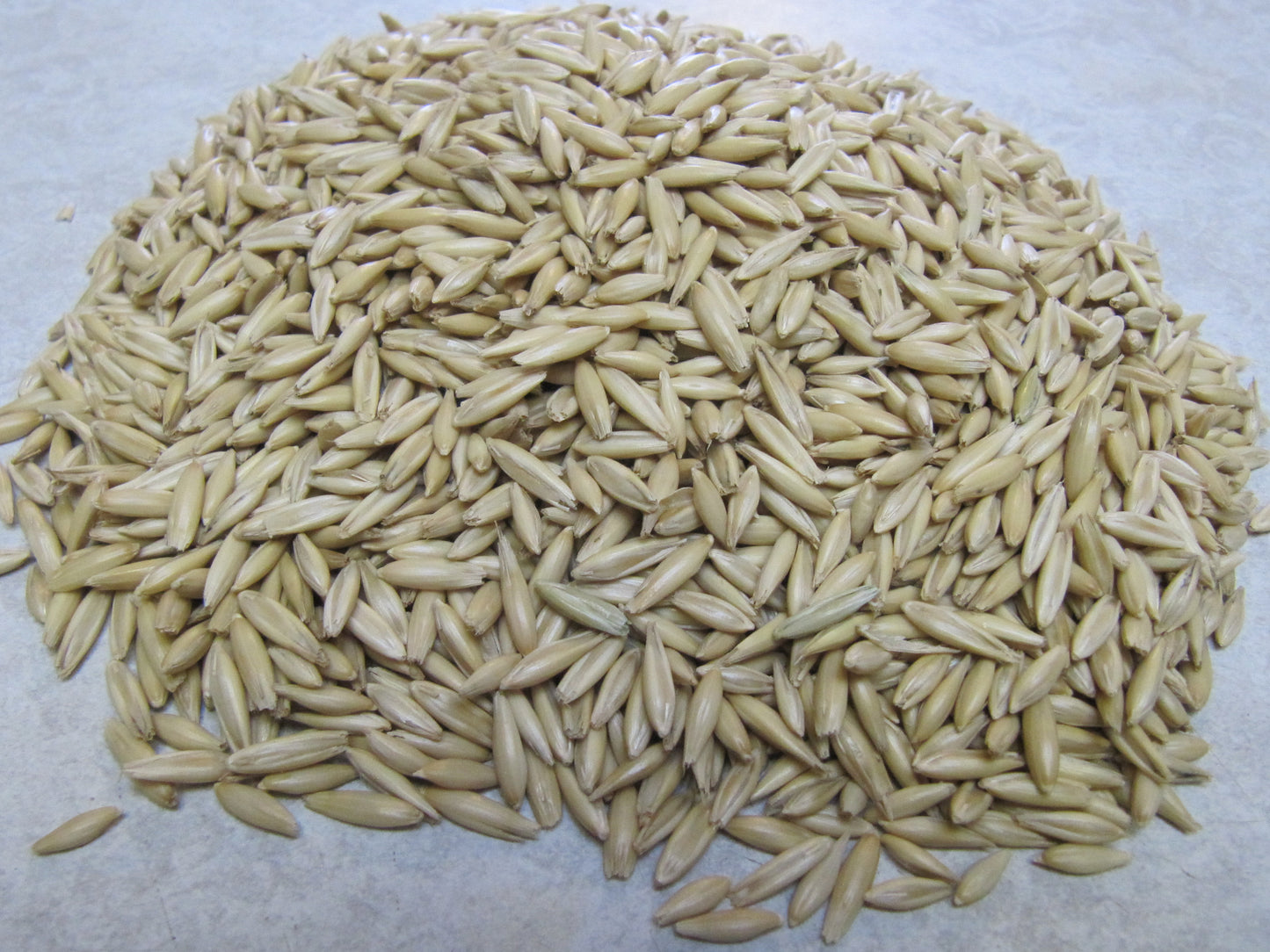 Performance / Pony Oats grown by Cornerstone Acres Ltd., Millet, Alberta