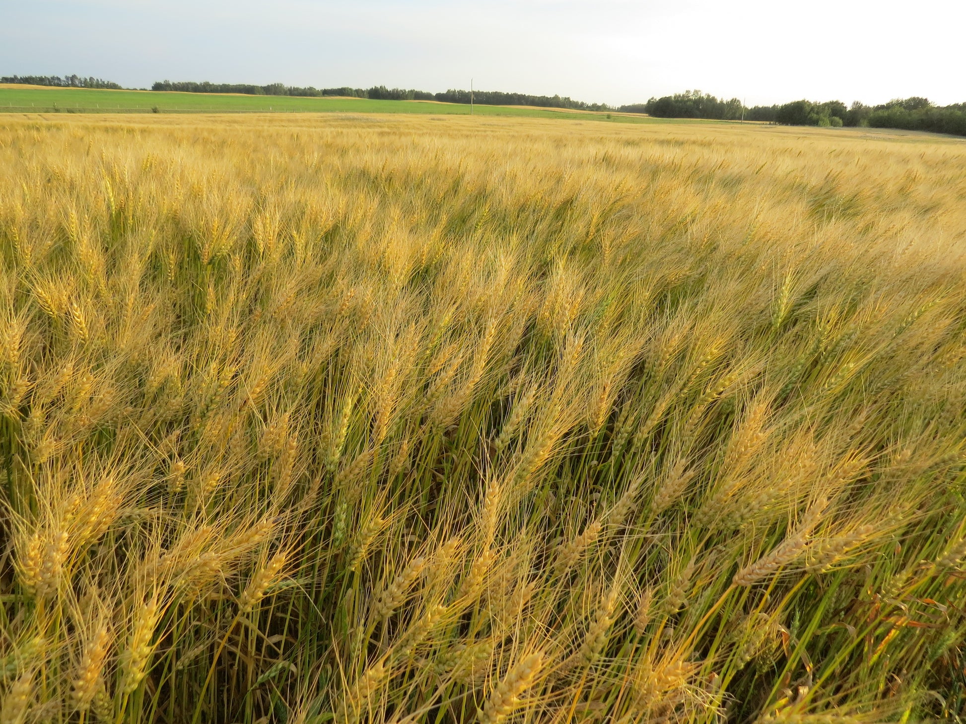 Organic Hard Red Spring Wheat – Cornerstone Acres Ltd.