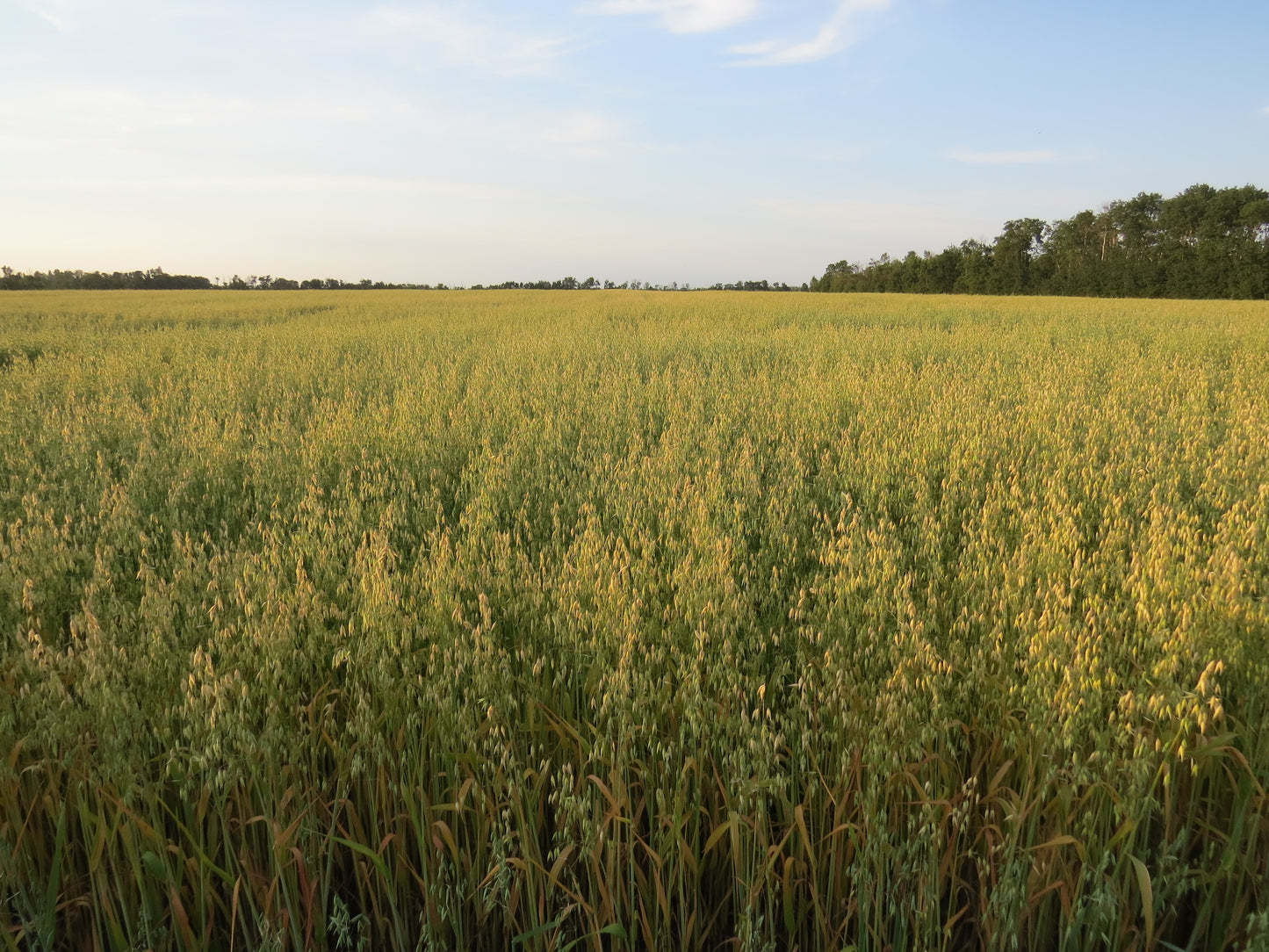 Field of Milling Oats at Cornerstone Acres Ltd., Millet, Alberta