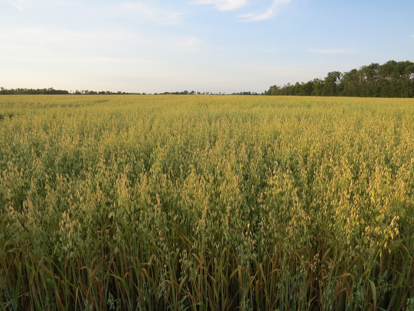 Field of Performance / Pony Oats at Cornerstone Acres Ltd., Millet, Alberta