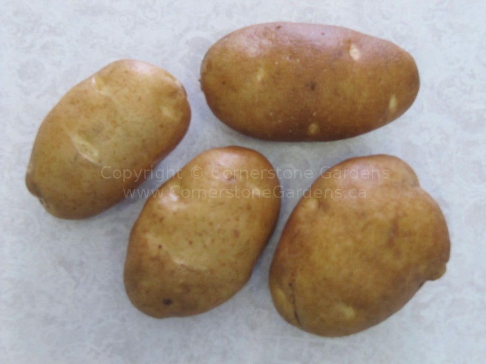 Potatoes - Organic